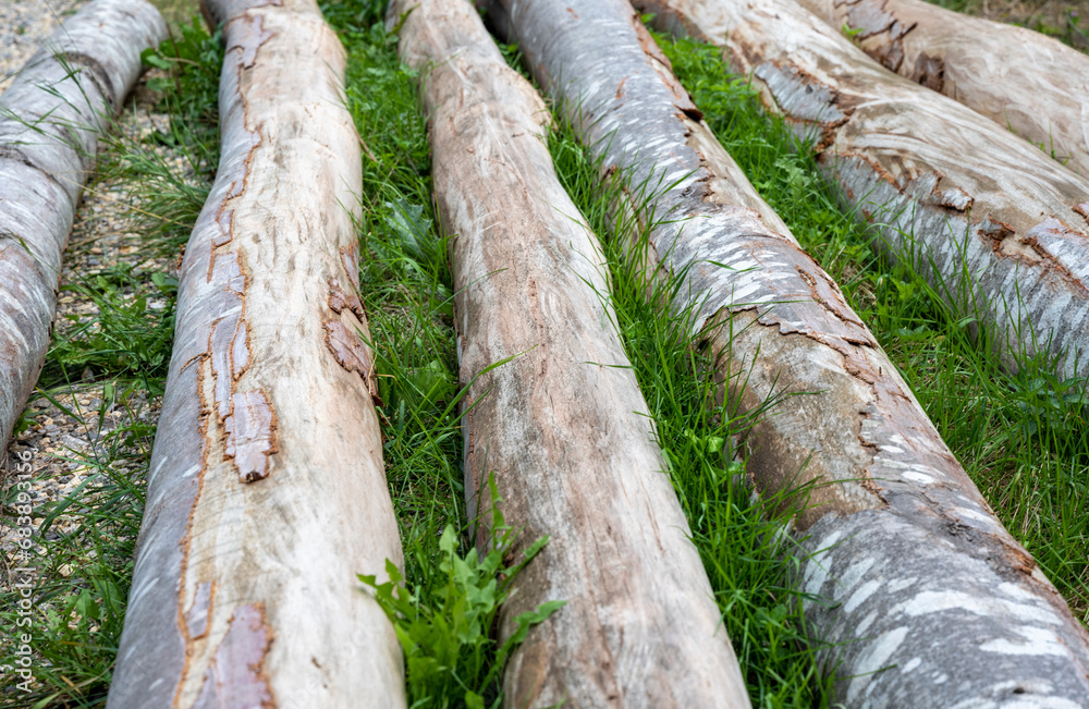 Log trunks pile, the logging timber forest wood industry. Wide banner or panorama of wood trunks timber harvesting in forest. Log trunks pile, the logging timber forest wood industry. Wide banner or panorama of wood trunks timber harvesting in forest.