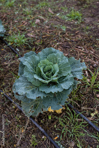 Verdura plantada en huerto