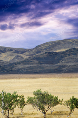 prairie  plain  desert. Witnessing strength in isolation as a lone tree stands tall in the barren desert. Relentless Perseverance  Embracing Loneliness