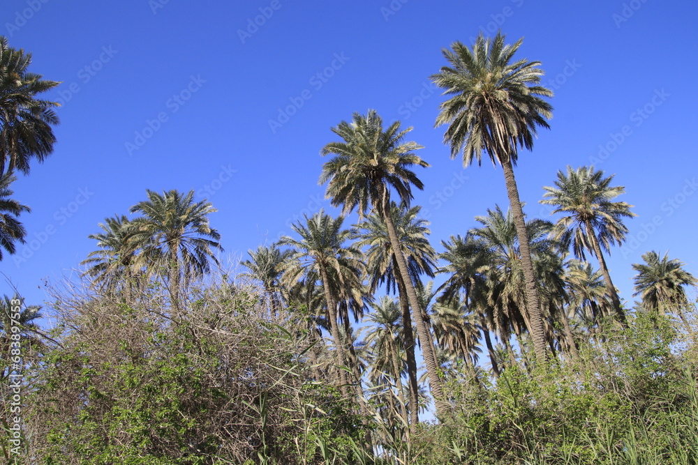 palm trees in iraq with blue sky palm trees in iraq with blue sky