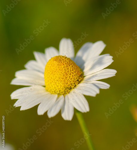 Flower chamomile flower on a sunny day.