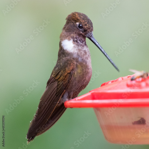 080.0773.3212, Brown Inca, Coeligena wilsoni, Ruskoinkakolibri, Tandayapa Valley, Ecuador, South America (2016-11-14) photo