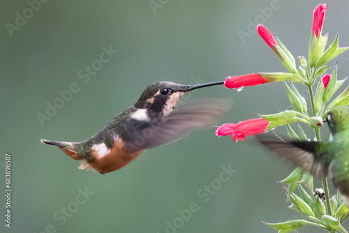 080.0804.3294, Purple-throated Woodstar, (Calliphlox mitchellii, Hankokolibri), Tandayapa Valley, Ecuador, South America (2016-11-14) photo