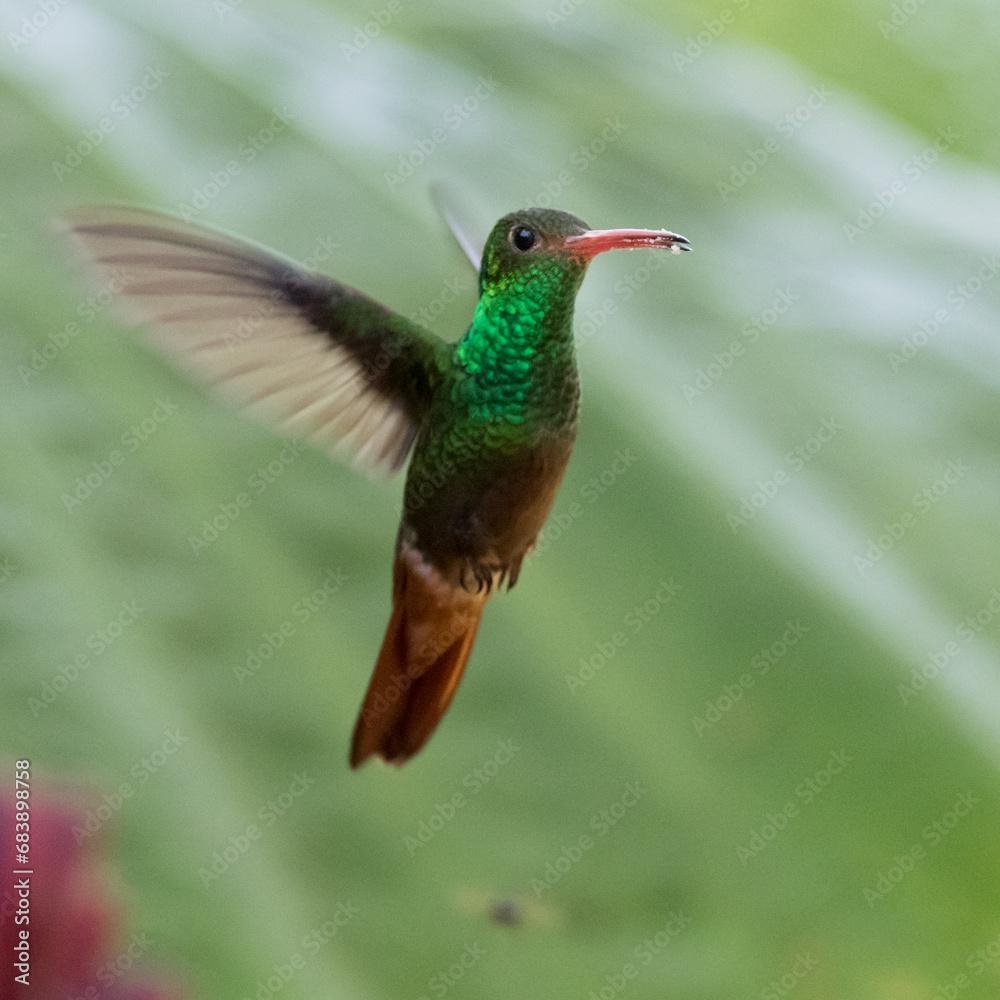 Obraz premium 080.0754.3139, Rufous-tailed Hummingbird, Amazilia tzacatl, Ruostepyrstökolibri, Tandayapa Valley, Ecuador, South America (2016-11-14)