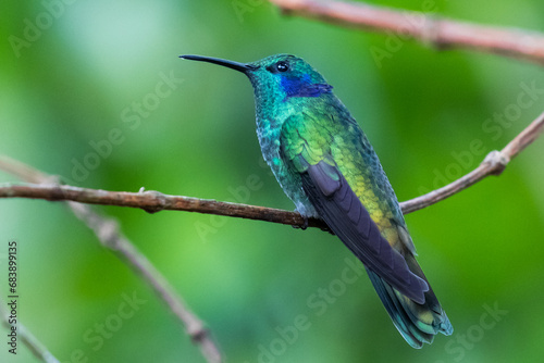 080.0725.3044, Green Violet-ear, Colibri thalassinus, Viherorvokkikolibri, Tandayapa Valley, Ecuador, South America (2016-11-14) photo