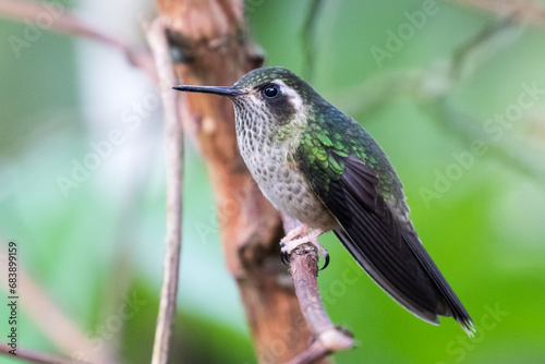 080.0761.3181, Speckled Hummingbird, Adelomyia melanogenys, Pisamakolibri, Bellavista, Mindo cloud forests, Ecuador, South America (2016-11-15)
