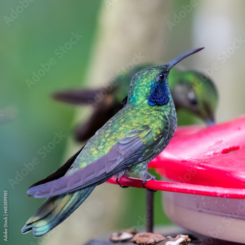 080.0725.3044, Green Violet-ear, Colibri thalassinus, Viherorvokkikolibri, Tandayapa Valley, Ecuador, South America (2016-11-14) photo