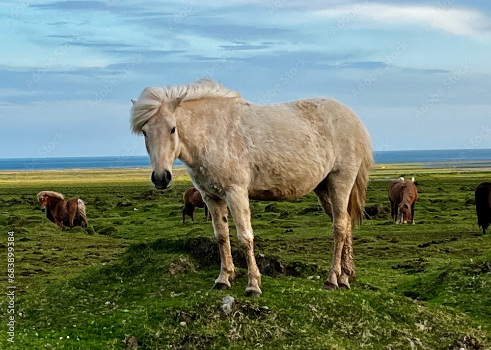 Obraz premium Icelandic Horse Snaefellsbaer 4