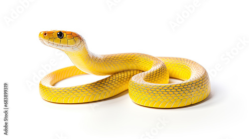 Small yellow snake on a white background.
