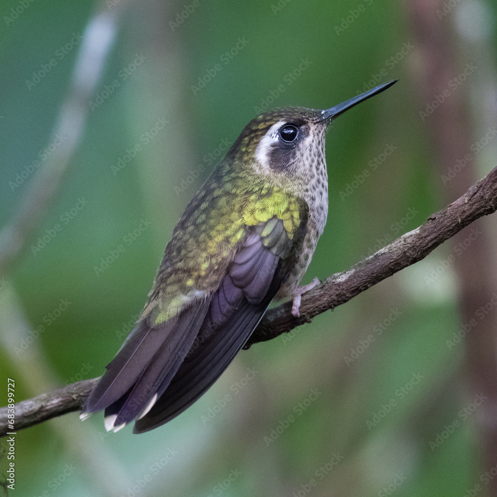 Obraz premium 080.0761.3181, Speckled Hummingbird, Adelomyia melanogenys, Pisamakolibri, Bellavista, Mindo cloud forests, Ecuador, South America (2016-11-15)