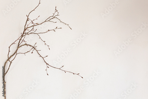 White Background with Branches, Roots and Tree