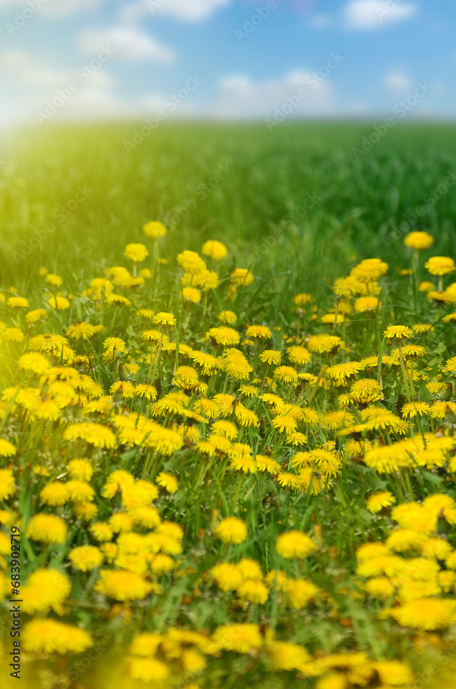 field of dandelions.A spring meadow with bright yellow dandelions, flooded with bright sunlight against a blue sky. green grass, spring, warmth, phone wallpaper, notebook cover