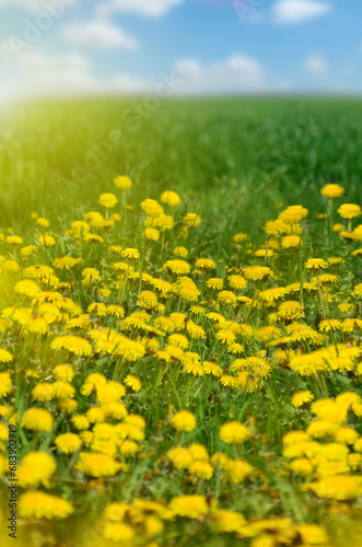 field of dandelions.A spring meadow with bright yellow dandelions  flooded with bright sunlight against a blue sky. green grass  spring  warmth  phone wallpaper  notebook cover