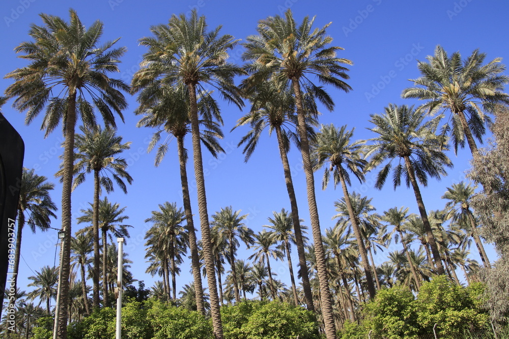 palm trees in iraq with blue sky