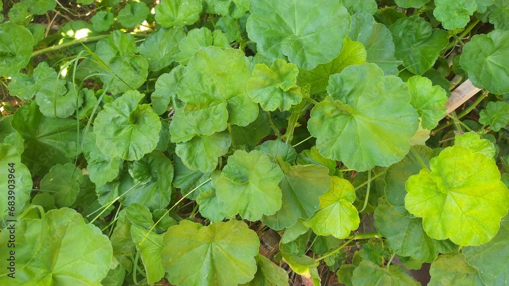 green leaves background green leaves background