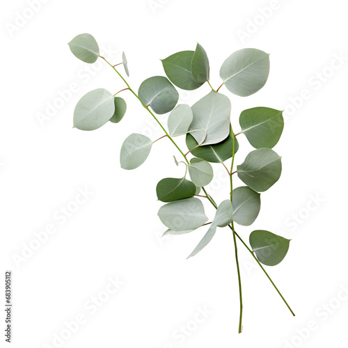 Eucalyptus plant branches isolated on a transparent background, a branch or a twig of a plant with leaf or leaves PNG