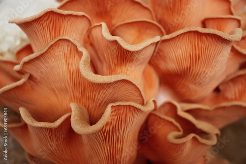 close up of pink oyster mushroom (Pleurotus djamor) detail