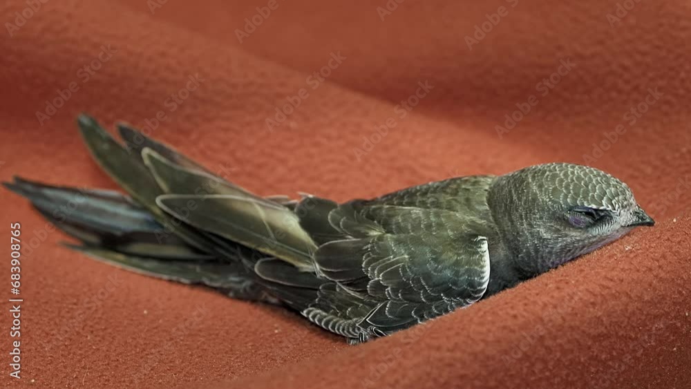 Close-up portrait of a small, quiet swift on a red plaid. Migratory bird on isolated background. Help for feathered birds.