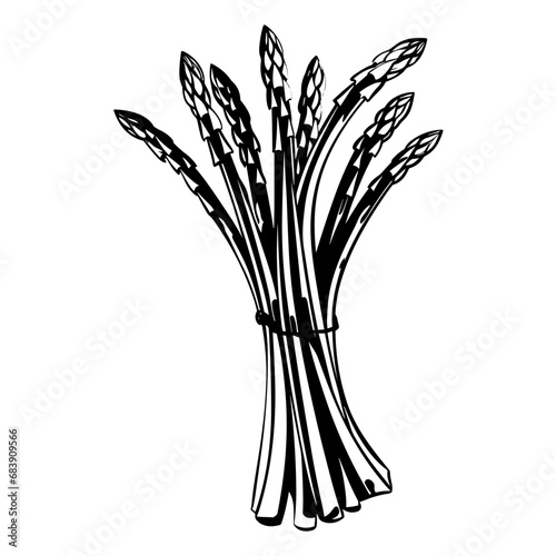 black and white asparagus bunch clip art preview