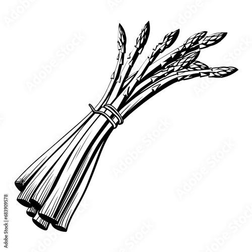 Hand Drawn Illustration of Asparagus. SVG Vector

