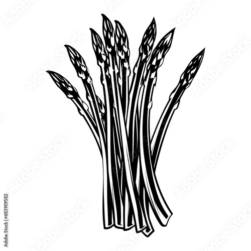 Hand Drawn Illustration of Asparagus. SVG Vector  