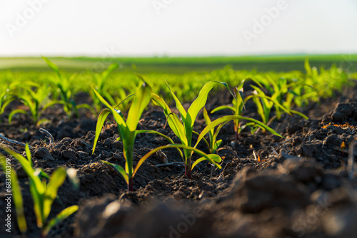 Green corn grow in an industrial field. Growing corn on a large scale photo