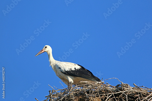White storks in their nest 