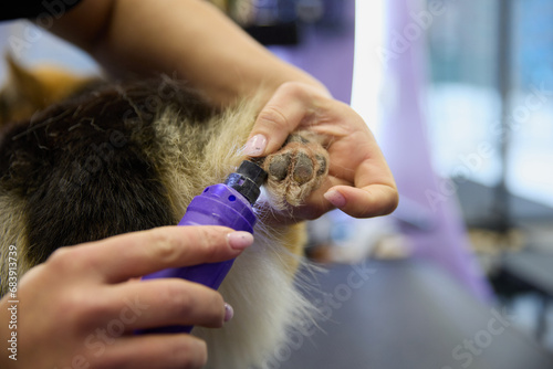 Groomer grinding dog's nails with a rotary dremel tool in a vet clinic photo