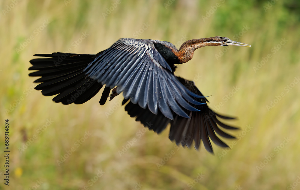 African Darter - Anhinga rufa also snakebird, water bird of sub-Saharan ...