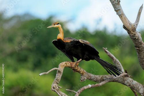 African Darter - Anhinga rufa also snakebird, water bird of sub-Saharan Africa and Iraq, sitting on the branch above the water, hunting fish in the water, long beak, neck and tail photo