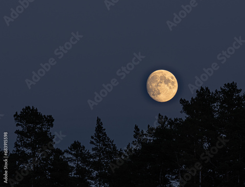 Full moon over the pine tree forest