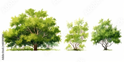 watercolor of tree side view isolated on white background for landscape and architecture drawing, elements for environment and garden, painting botanical for section and, Generative AI 