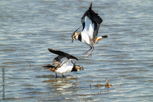 Northern Lapwings quarrel. One is flying, the other is standing in the wetland. Vanellus vanellus likes to forage in peanut fields over the winter, Taiwan. photo