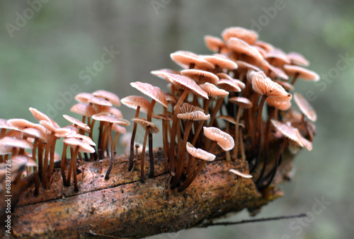 Mycena mushrooms grow in the forest photo