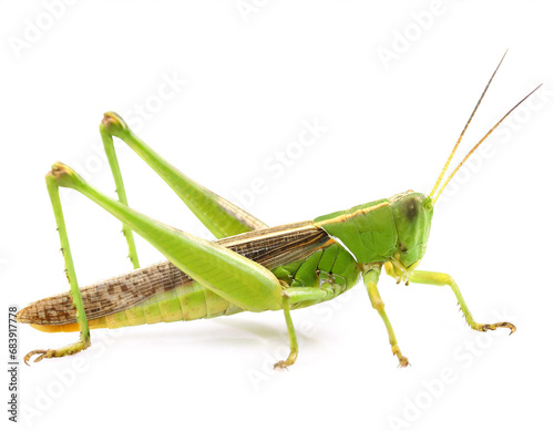 Grasshopper isolated on white background, cutout