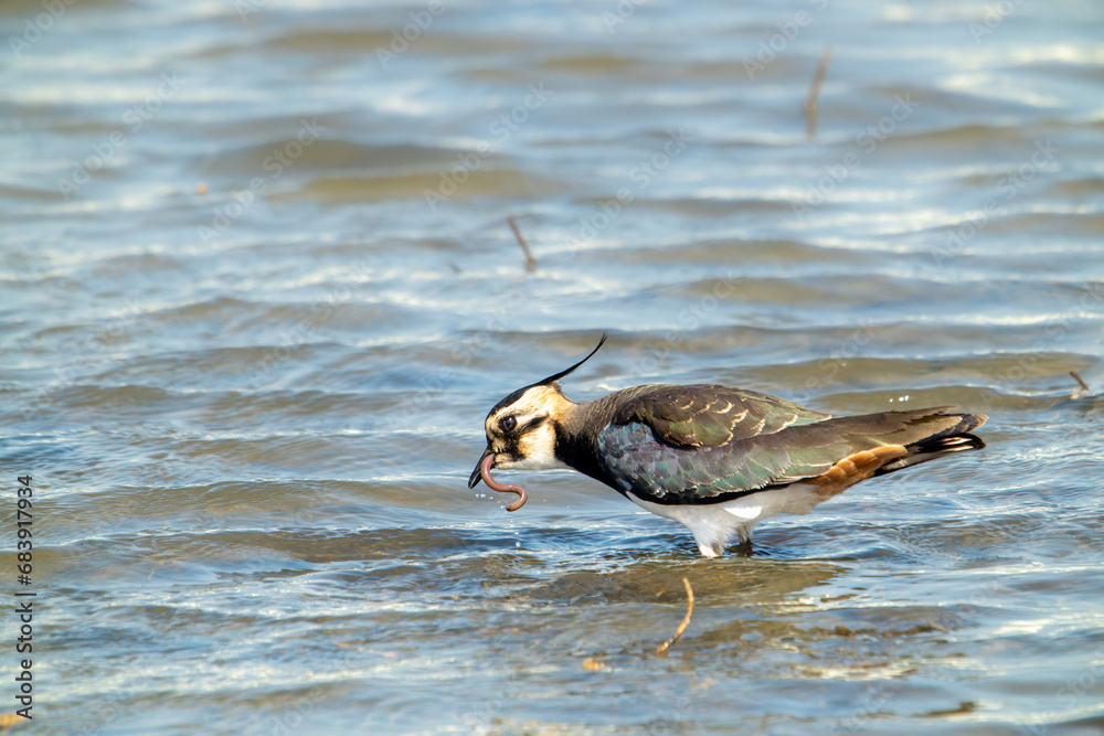 A colorful northern lapwing stands in wetland holding an earthworm in its mouth. Vanellus vanellus likes to forage in peanut fields over the winter, Taiwan.