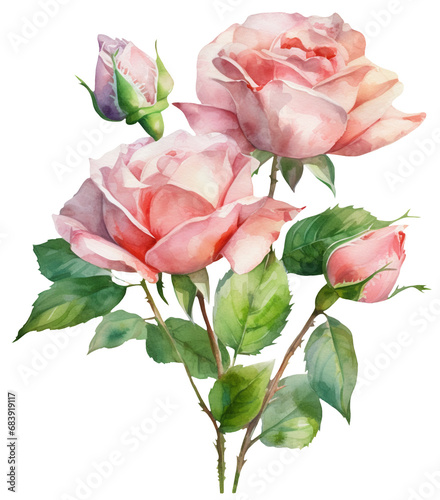 Watercolor illustration of pink roses. Ai generated. Transparent background  PNG