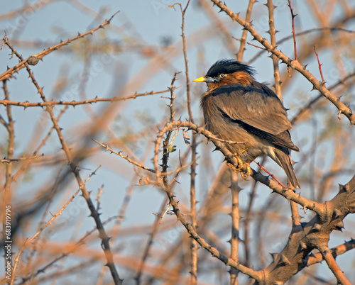 brahminy starling
