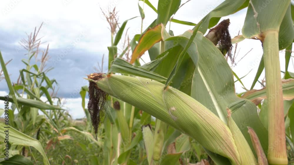 Fresh green baby corn cobs in an organic corn field. Concept food and plant. Fresh green baby corn cobs in an organic corn field. Young corn plants, in a corn field, close-up, green leaves, stem
Fresh green baby corn cobs in an organic corn field. Concept food and plant. Fresh green baby corn cobs in an organic corn field. Young corn plants, in a corn field, close-up, green leaves, stem