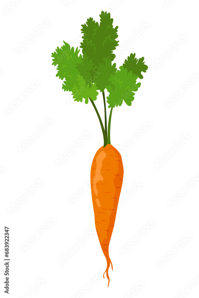 Carrot vegetables growing. Plant showing root structure. Farm product for restaurant menu or market label. Organic and healthy food Carrot vegetables growing. Plant showing root structure. Farm product for restaurant menu or market label. Organic and healthy food