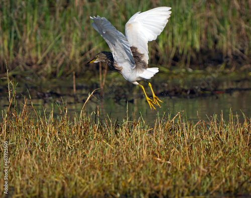 pond heron