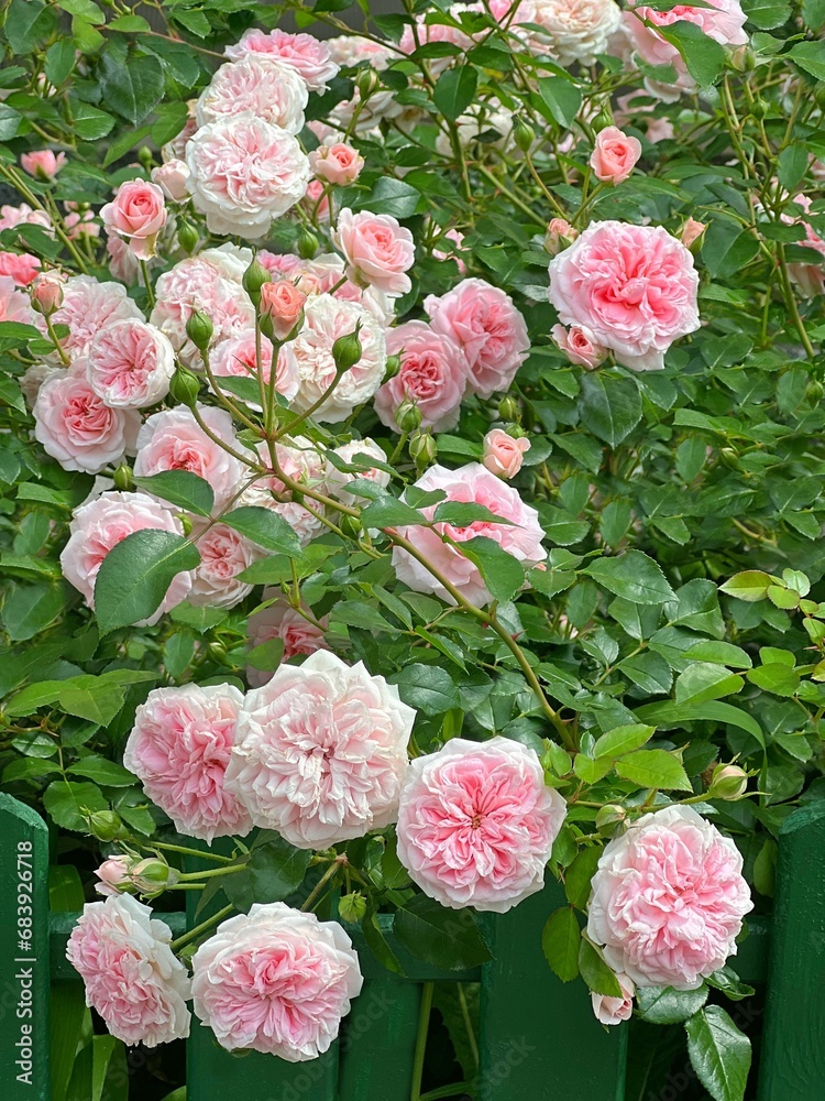 Fototapeta premium Roses flowers beautiful pink climbing bush.