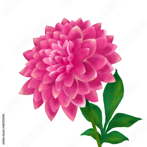 Pink dahlia flower with green leaf