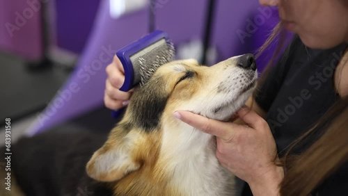 Pet groomer brushing corgi on a table in a grooming salon. Professional hygiene and health care service for pets photo