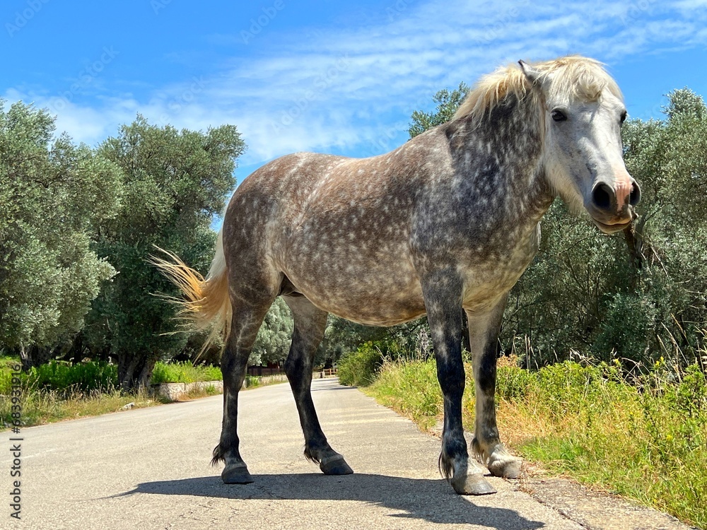 Horse pied dapple gray mare on the rural road. Horse pied dapple gray mare on the rural road.