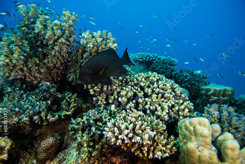 Korallenriff mit Fischen im Roten Meer