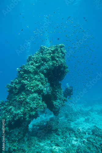 Korallenriff mit Fischen im roten Meer