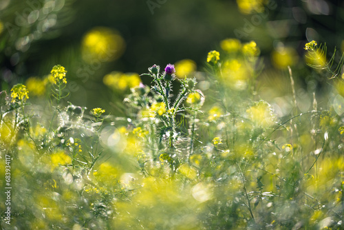 Summer meadow lit by afternoon light. Plants characteristic of Central and Eastern Europe.