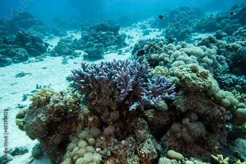 Korallenriff © Lukas Köhler