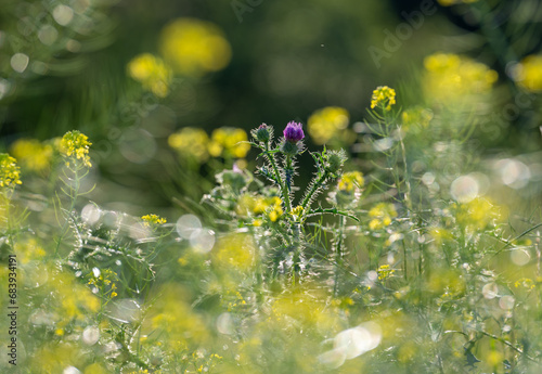Summer meadow lit by afternoon light. Plants characteristic of Central and Eastern Europe.